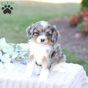 Jessa, Cavapoo Puppy